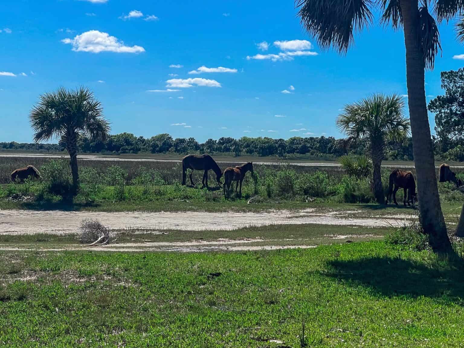 Cumberland Island National Seashore, A Coastal Paradise