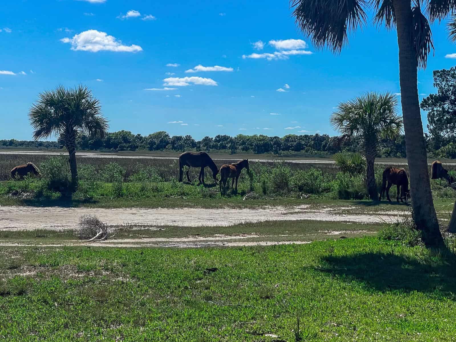 Cumberland Island National Seashore