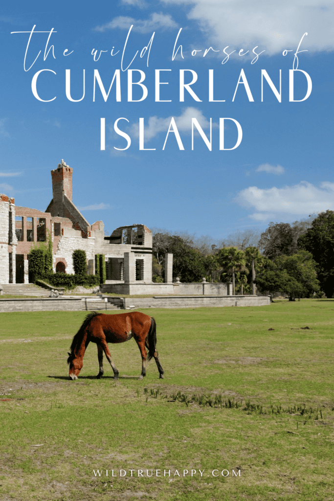 Cumberland Island National Seashore, A Coastal Paradise
