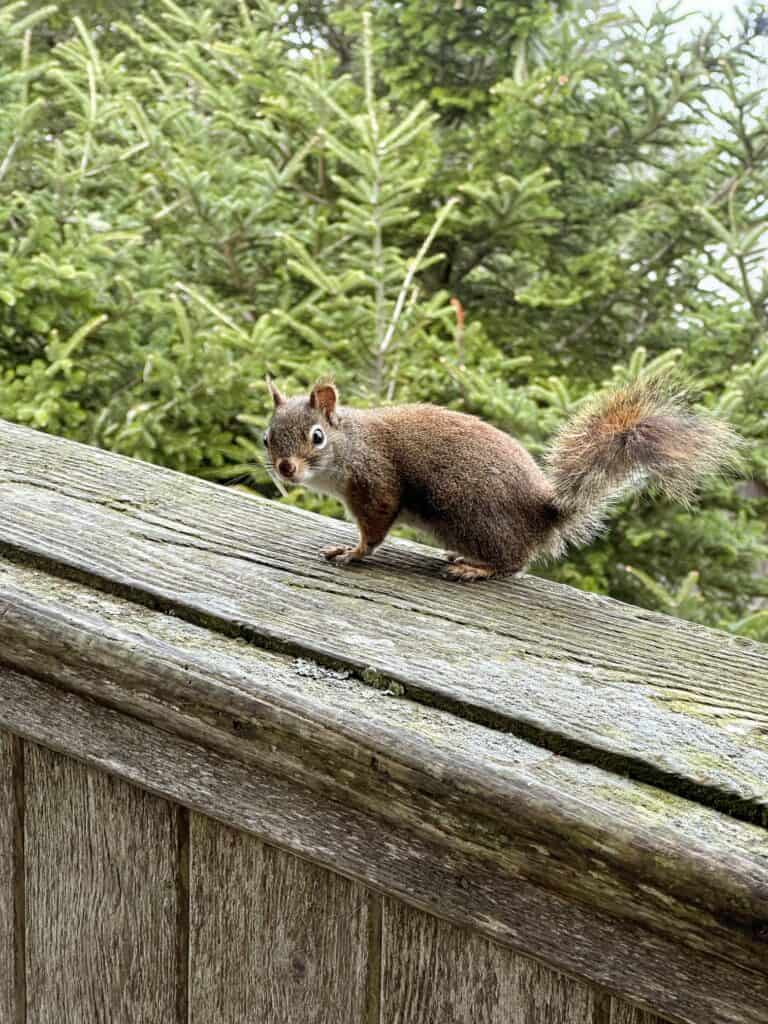 Smoky National Park Wildlife